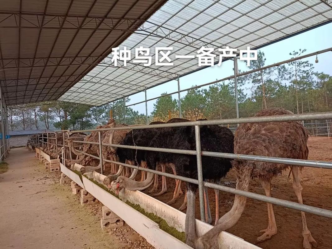 種鳥(niǎo)區(qū)&ndash;備產(chǎn)中&hellip;&hellip; #鴕鳥(niǎo)養(yǎng)殖#農(nóng)村創(chuàng)業(yè)#現(xiàn)場(chǎng)實(shí)拍#自繁自養(yǎng) - 抖音