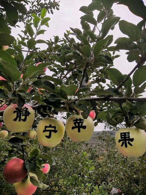 甘肅靜寧雷大梁果二代,從事種植,養(yǎng)殖,推廣家鄉(xiāng)農(nóng)畜產(chǎn)品 雷大梁海拔